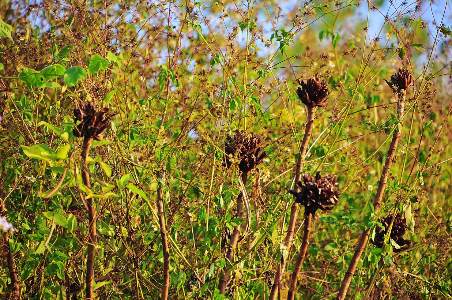 Dried black flowers in the wilderness photo