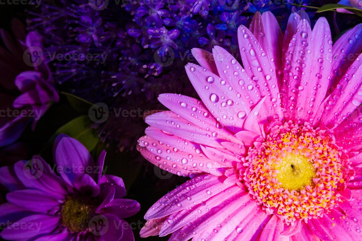 Pink Gerbera Daisy top view close up with water droplets photo
