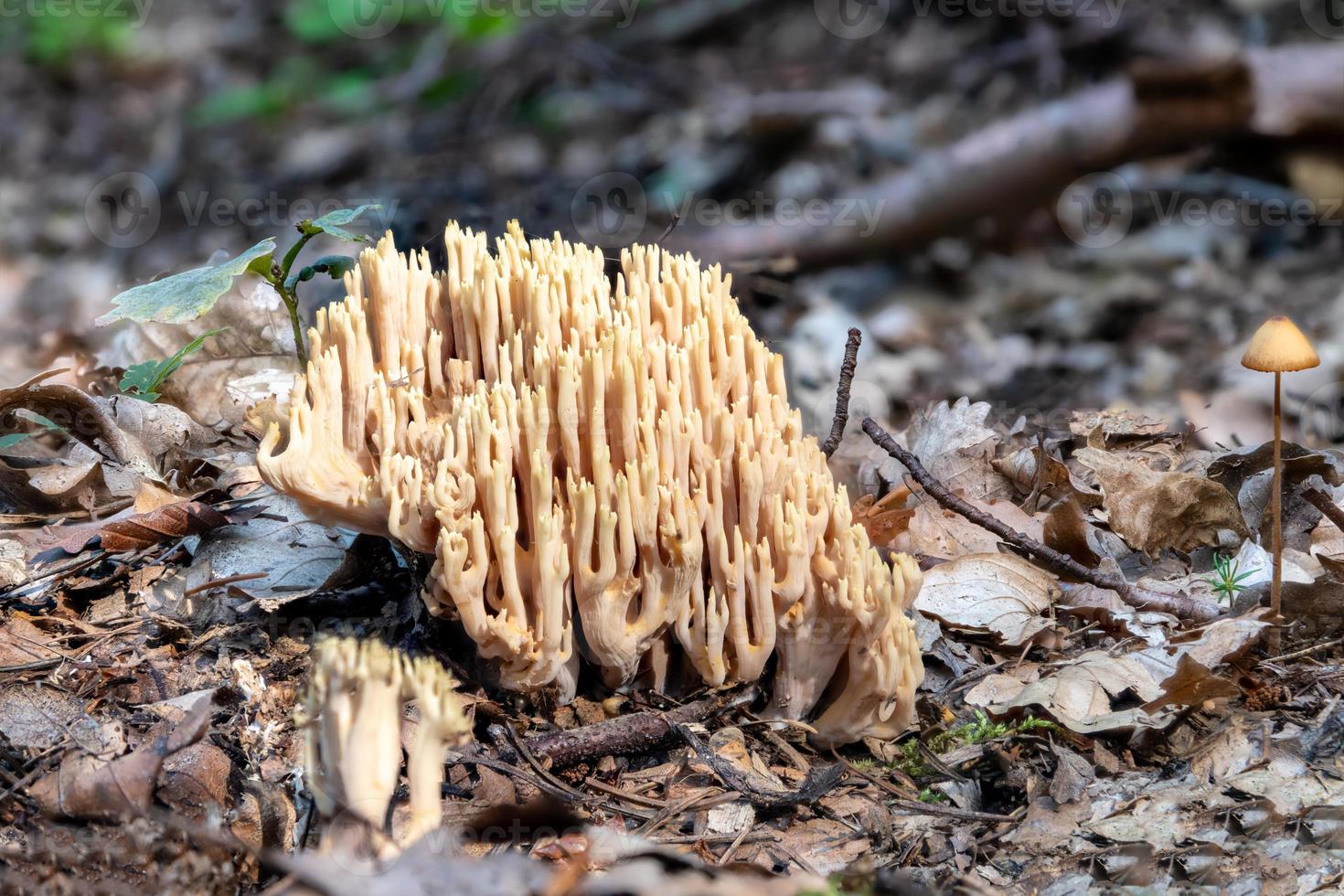 Close up of a salmon coral Ramaria formosa mushroom photo