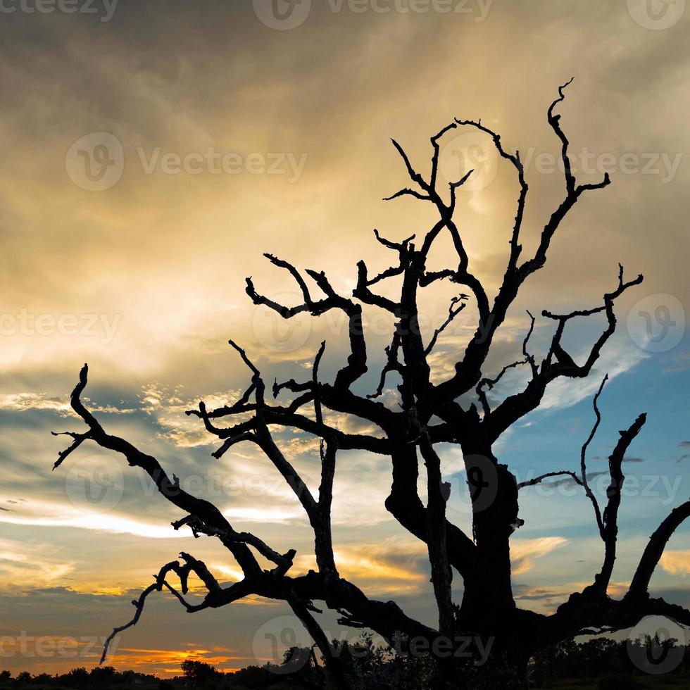 silueta, árbol muerto, con, ocaso, plano de fondo foto