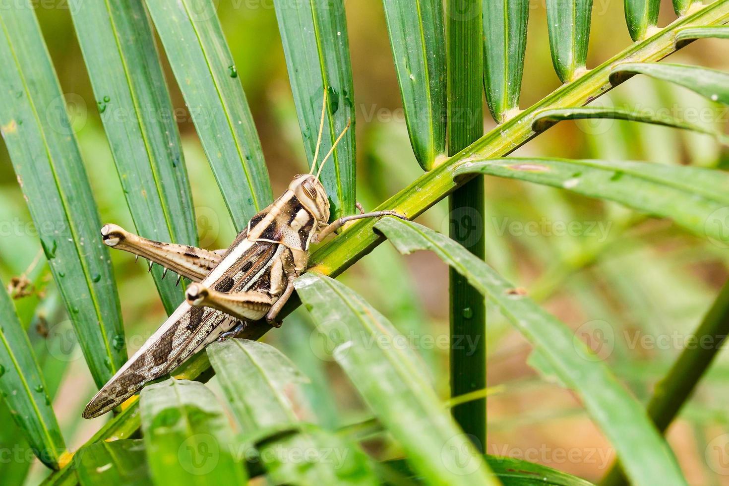 Saltamontes arrugado en la hoja del árbol de coco joven foto