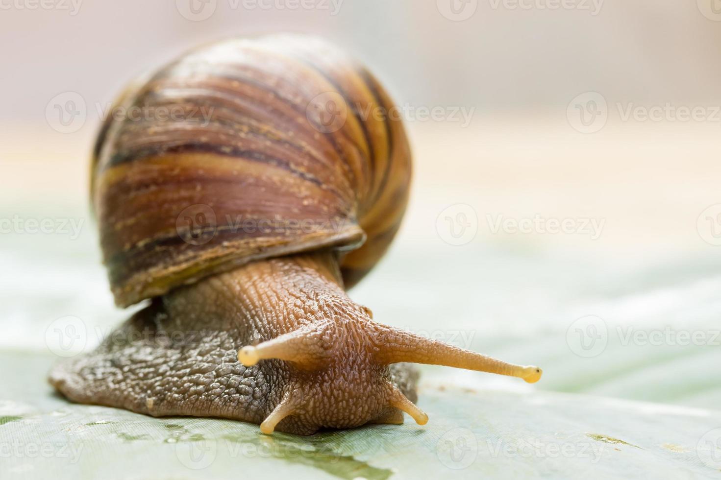 Caracol arrastrándose sobre hojas de plátano verde foto