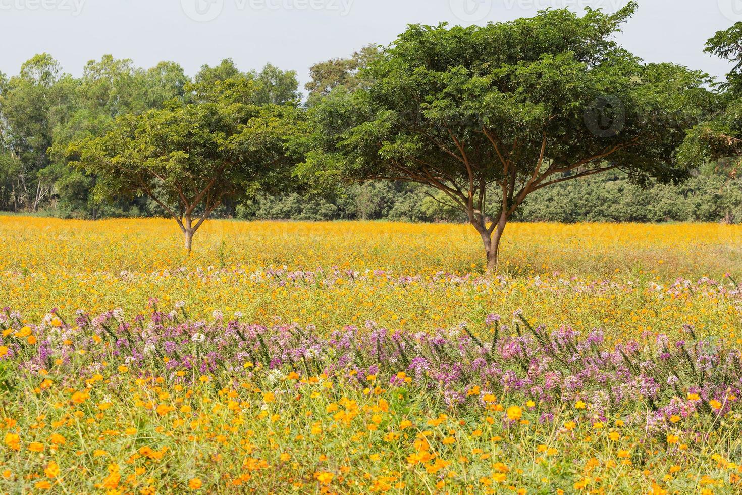 dos árboles verdes en el campo de flores foto