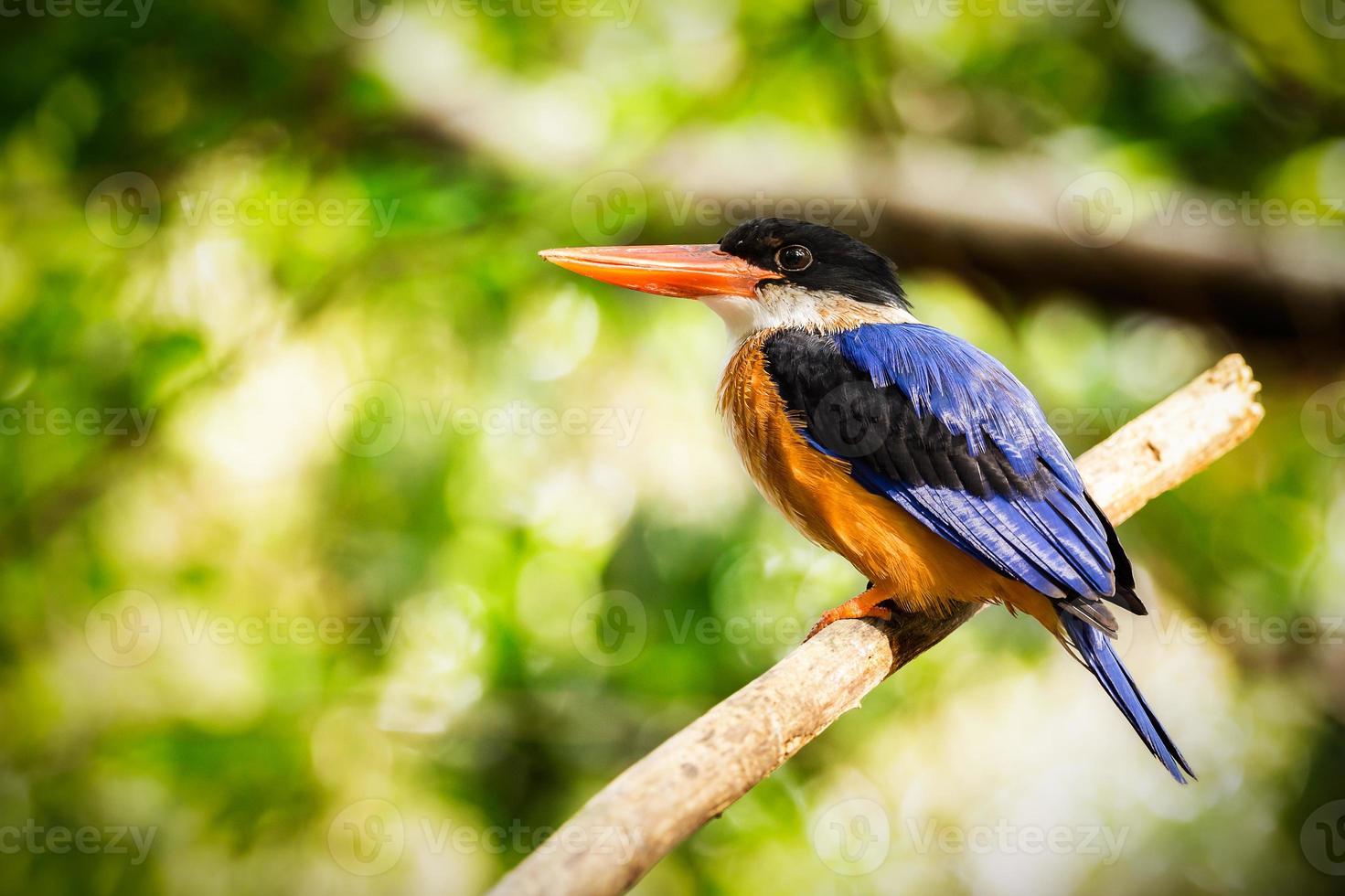 Beautiful Kingfisher Bird on a Branch photo