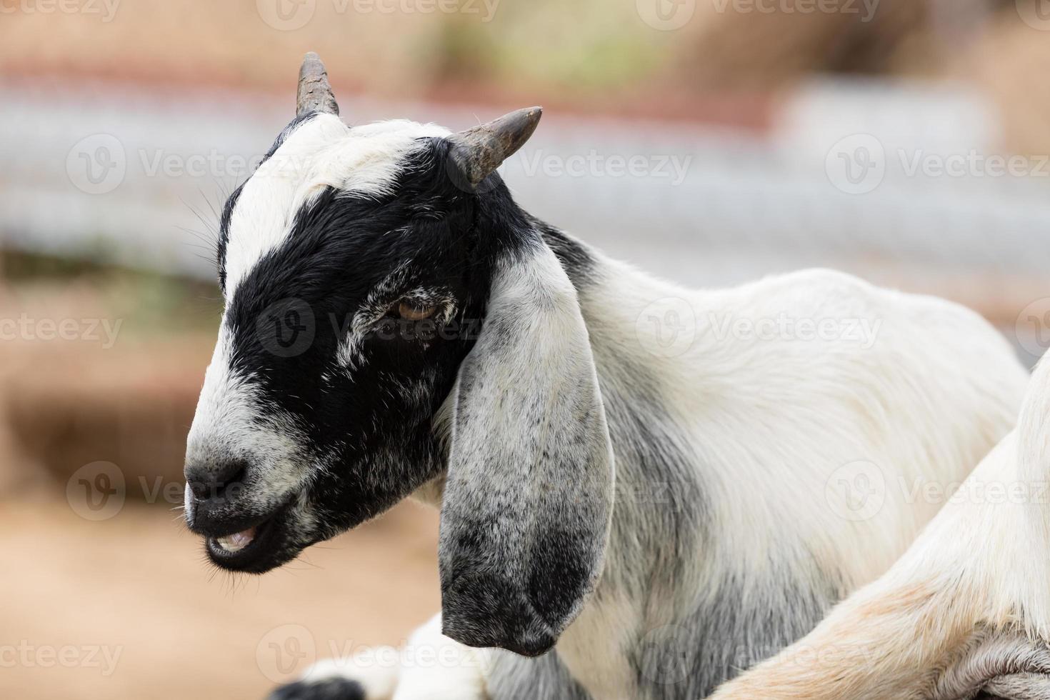 cute of goat resting on the rock photo