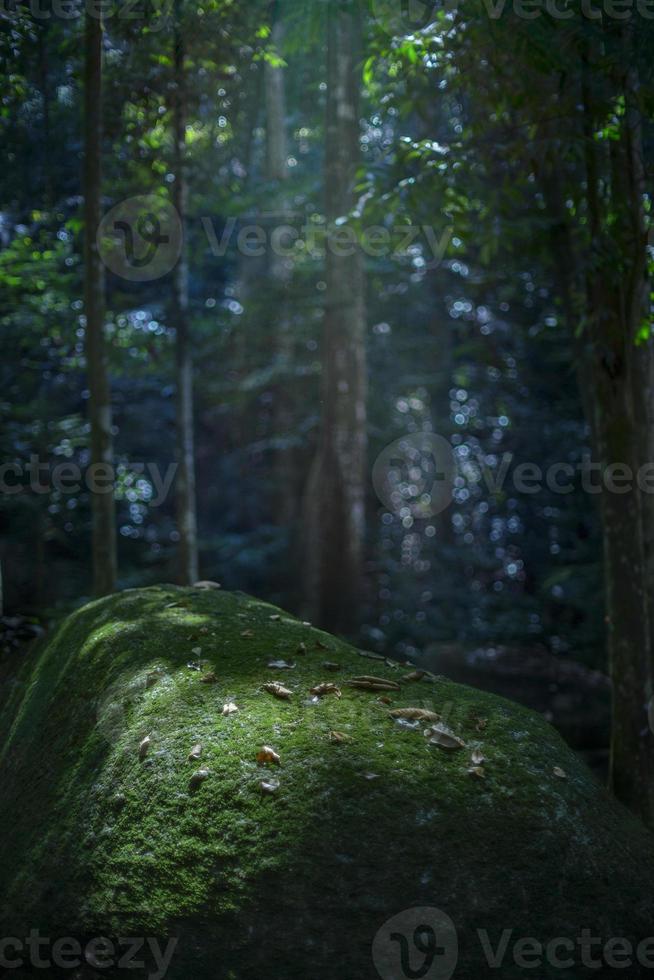 bosque con la luz del sol atravesando las ramas de los árboles foto