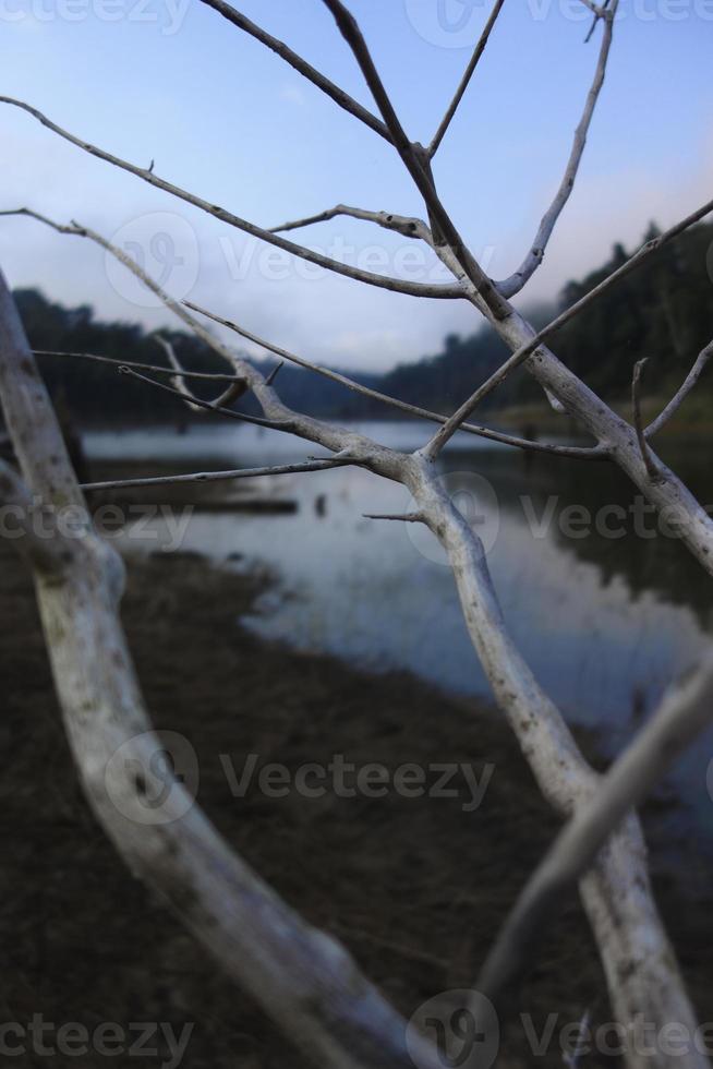 Dry branches and driftwood on the shore photo