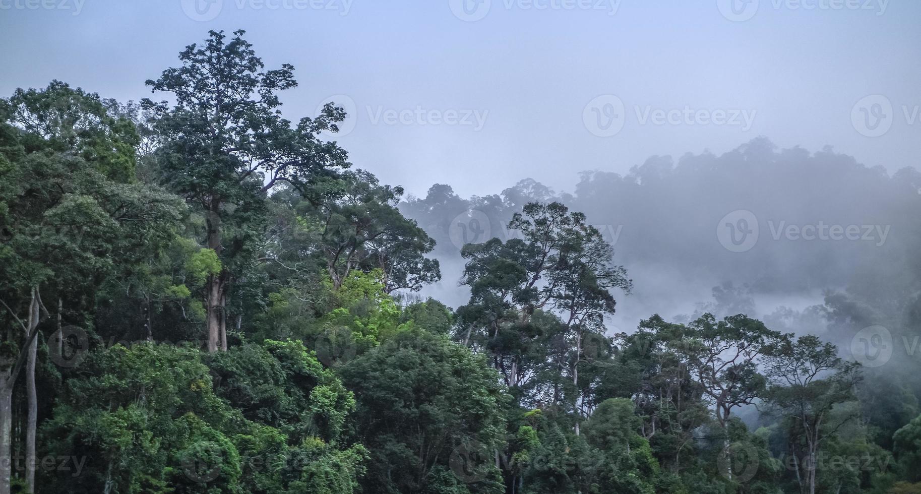 mañana brumosa en el bosque tupido y la capa de montañas. foto