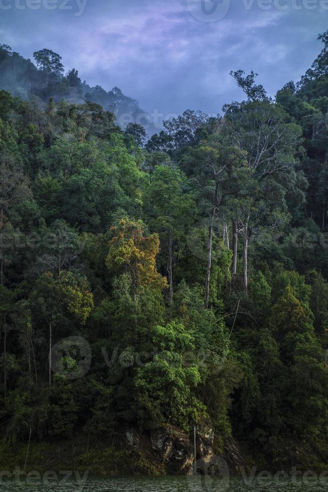 Bushy forest in tropical forest deep jungle on a cloudy sky background photo