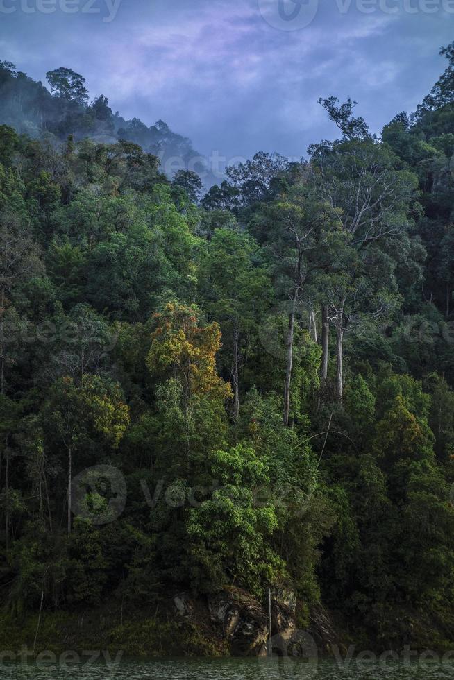 bosque tupido en el bosque tropical selva profunda sobre un fondo de cielo nublado foto