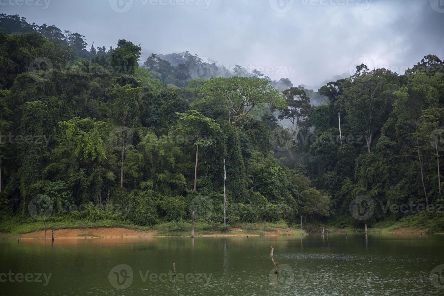 árboles del bosque tupido en una jungla envuelta en niebla foto