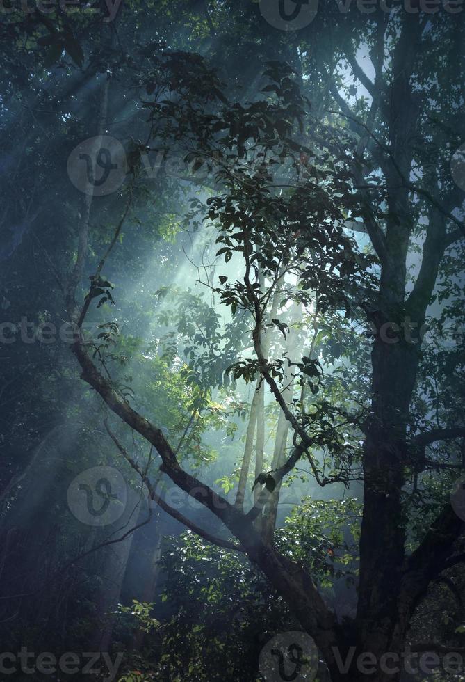 Sunray overlay the bushy forest photo