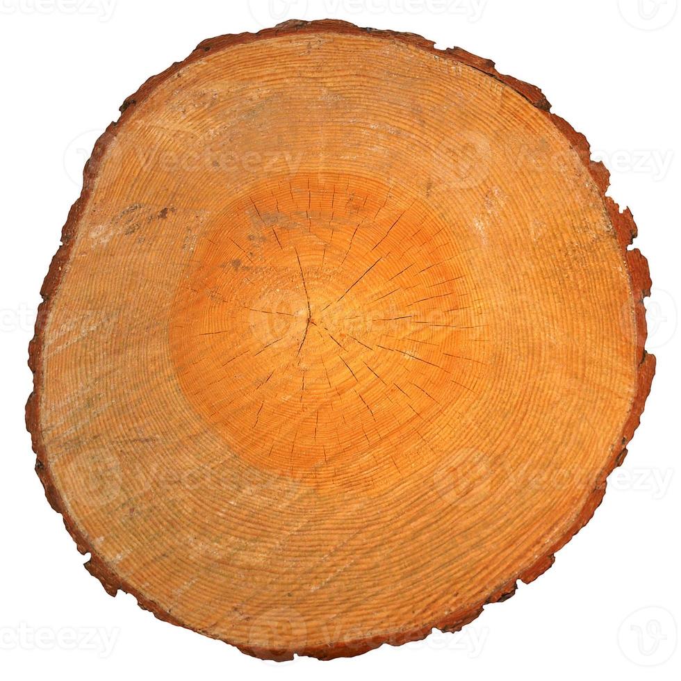 Sección de madera con anillos de crecimiento aislados foto