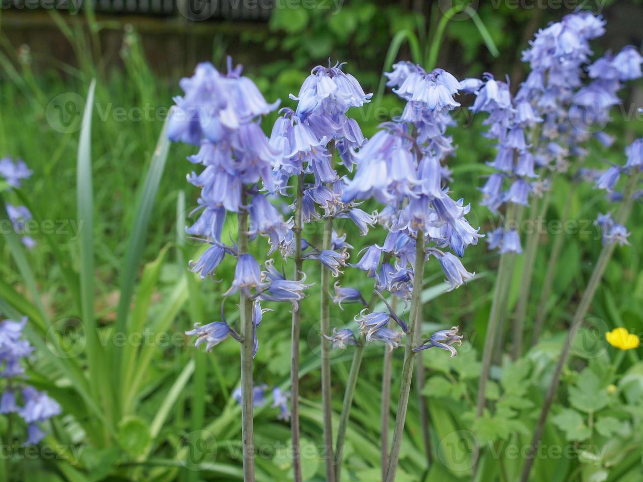 flor de mertensia virginica foto