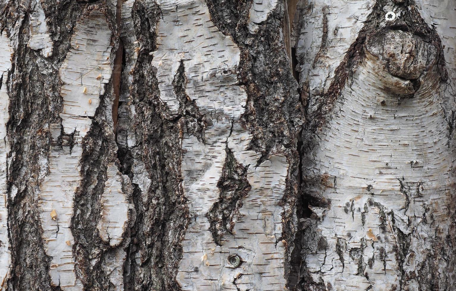 fondo de corteza de árbol marrón foto