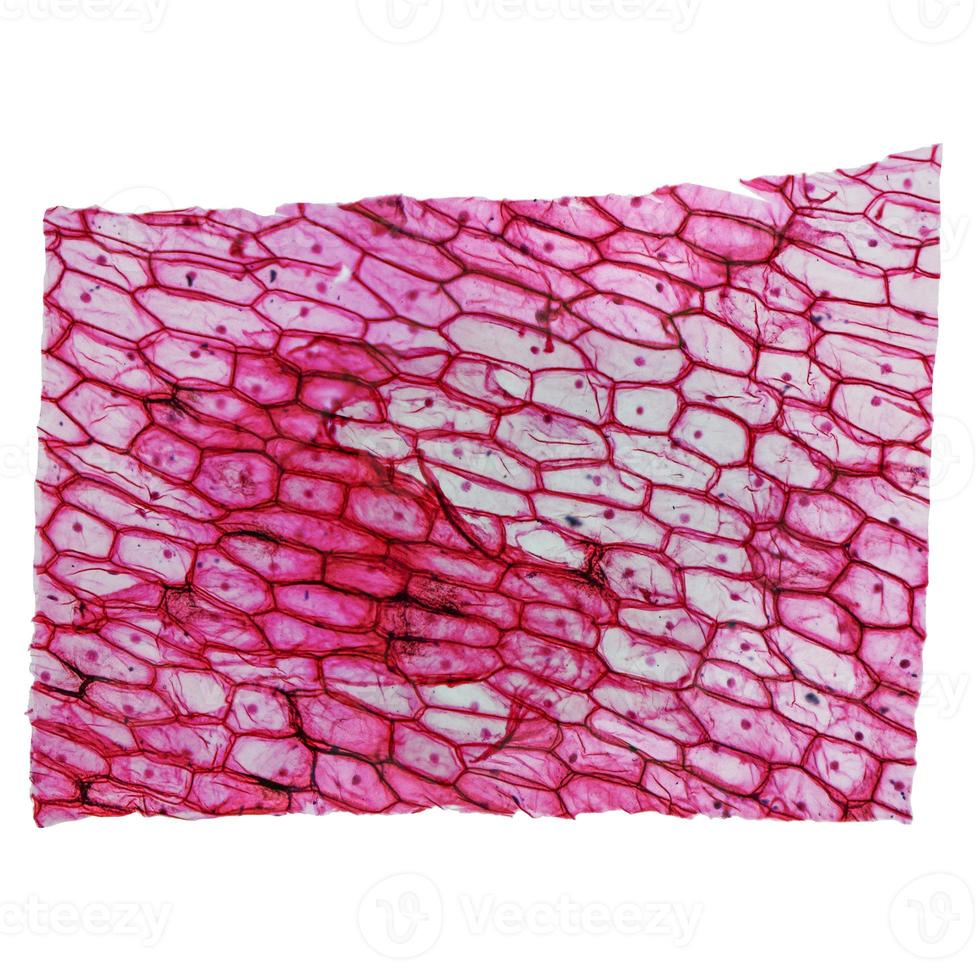 Onion epidermus micrograph photo