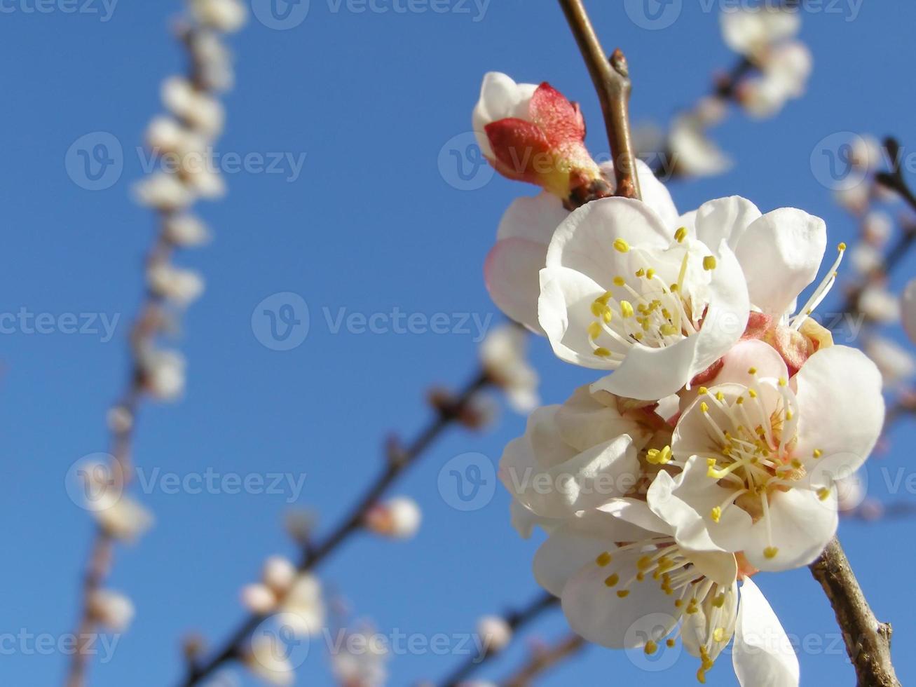 flores de árboles frutales foto