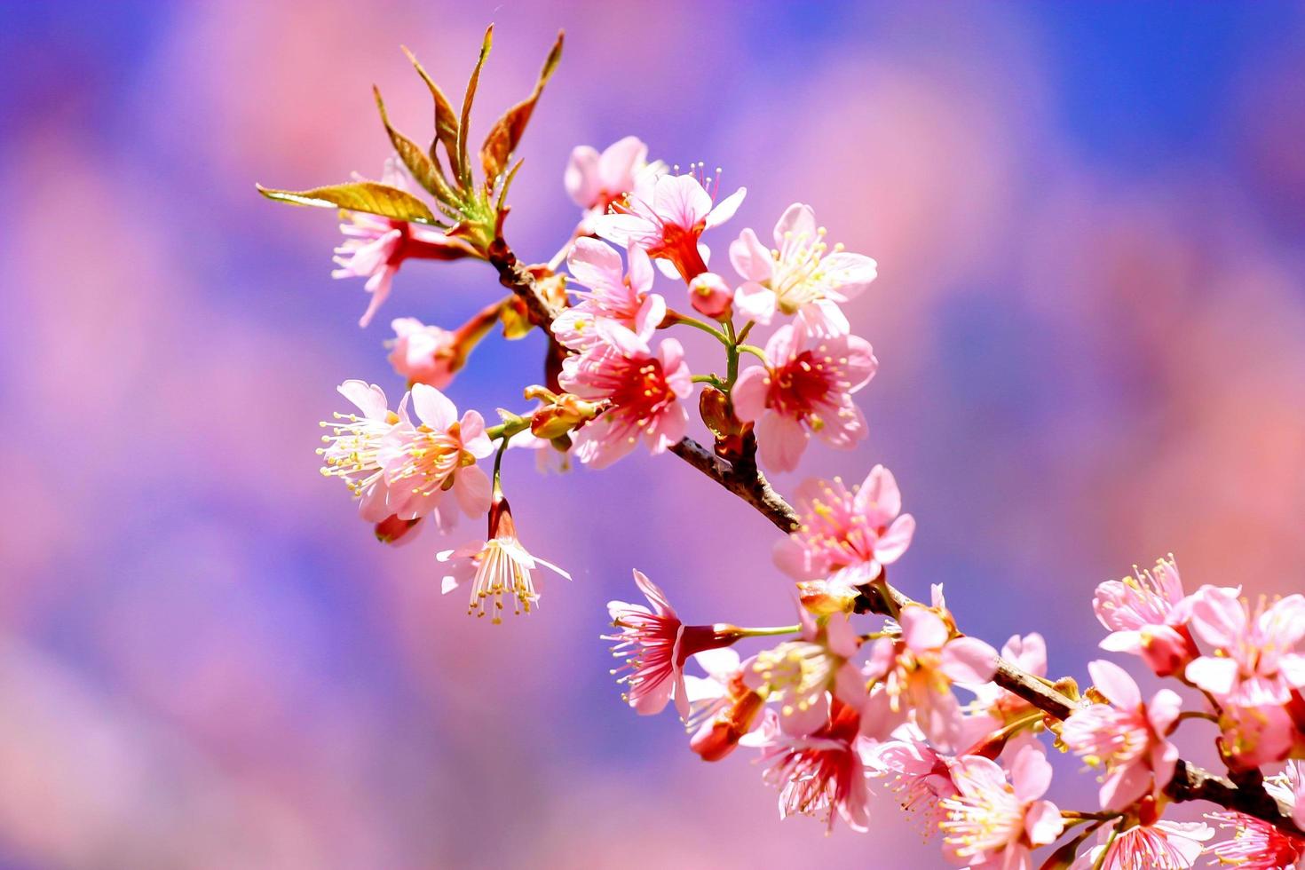 hermosas flores de cerezo foto