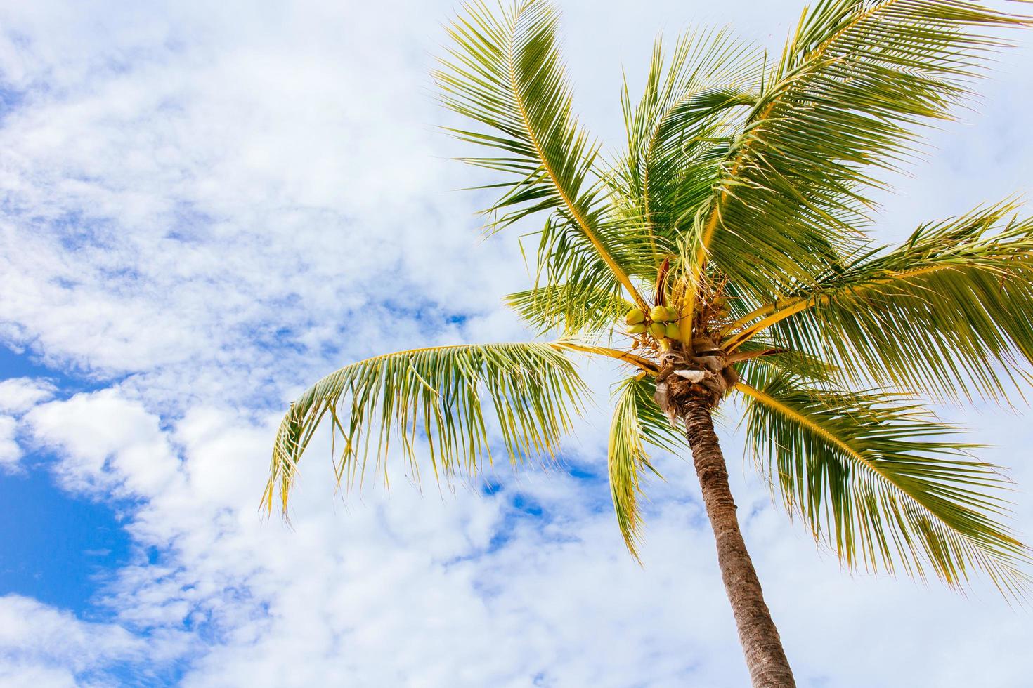 Coconut palm tree photo