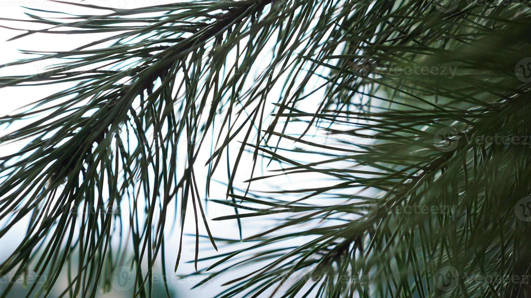 Fresh fir branches on light blurred background. photo