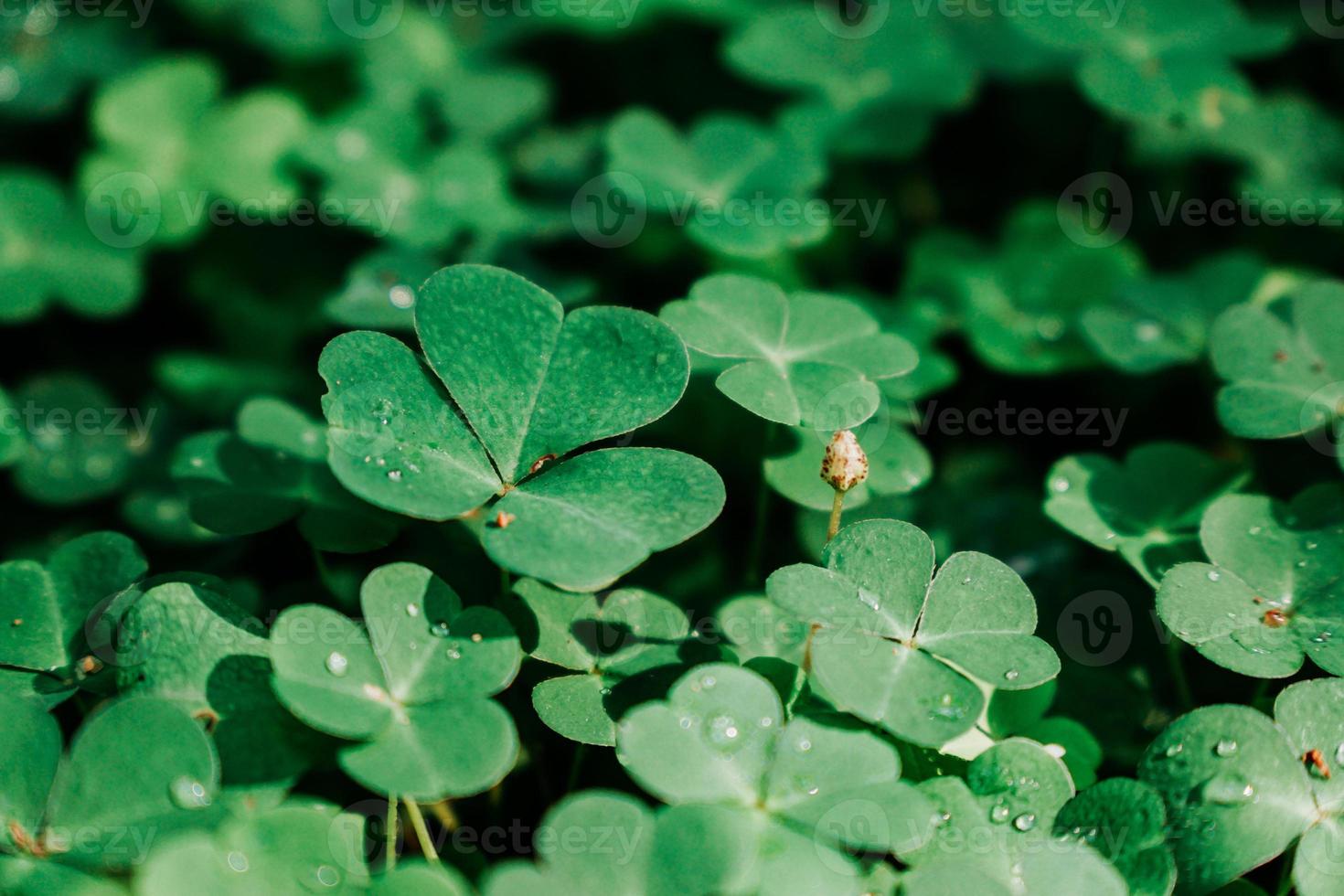 Green clover field. Natural leaves in the forest photo