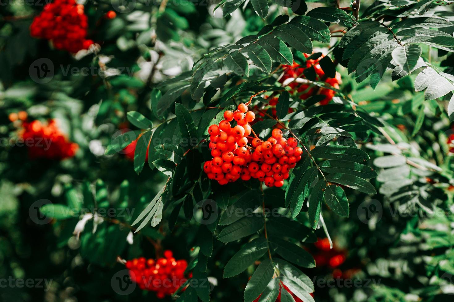 Bunches of red rowan berries among green leaves photo