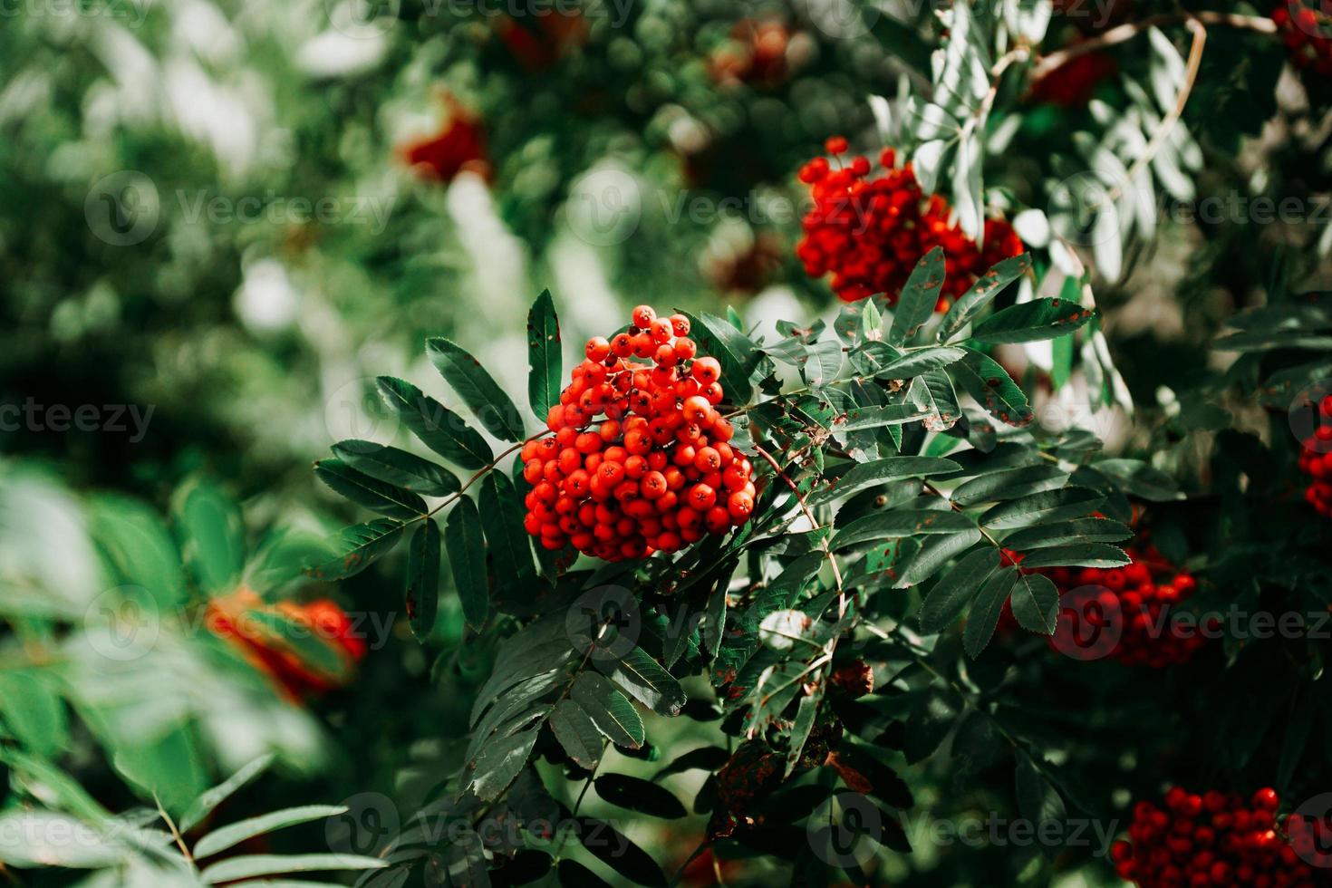 Bunches of red rowan berries among green leaves photo