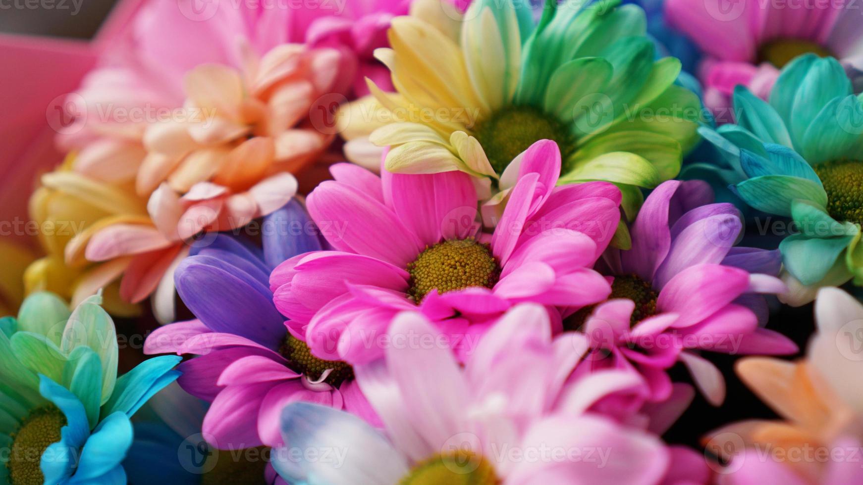 Rainbow Daisies. Bouquets of blossom rainbow flowers photo