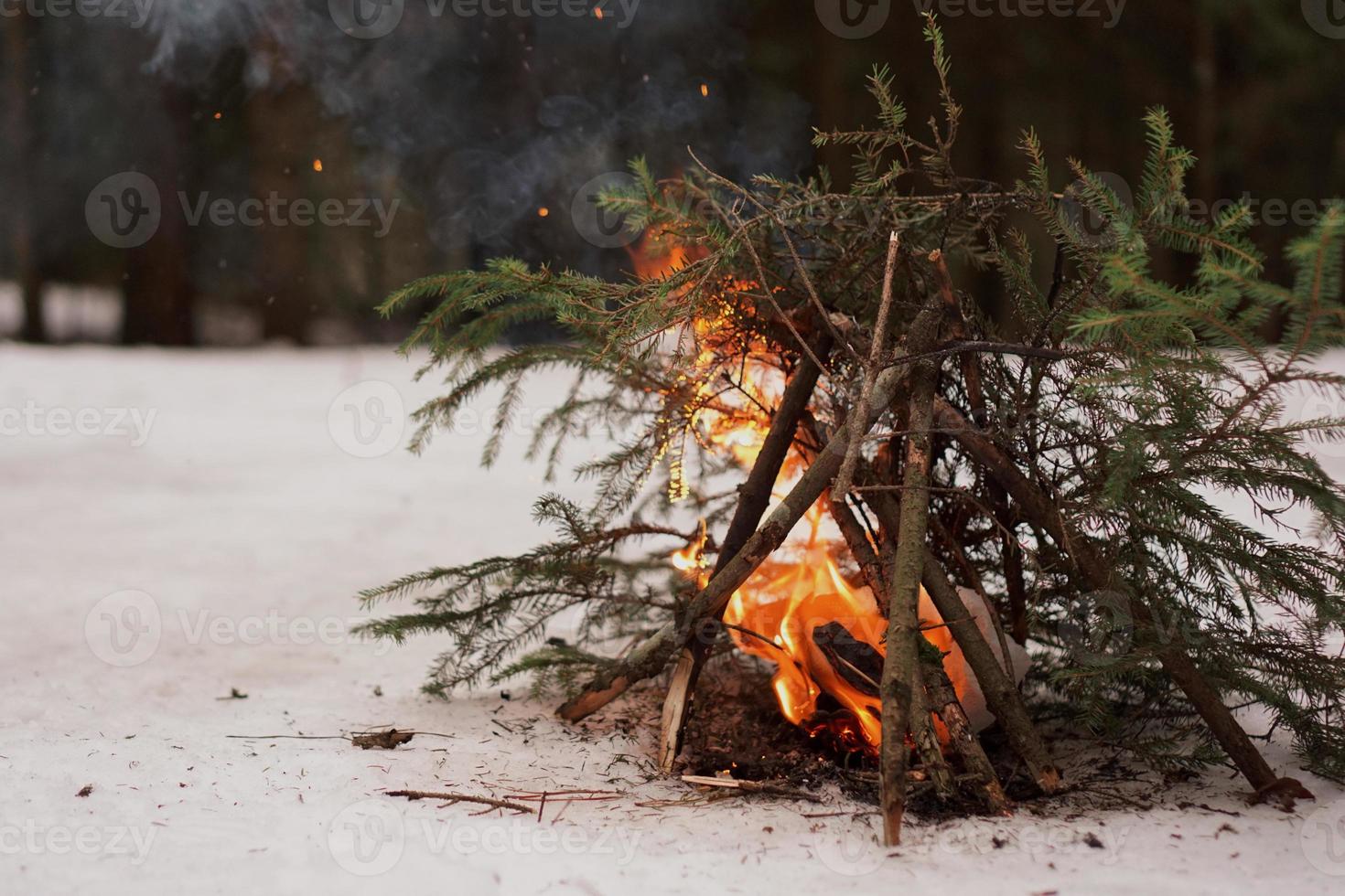 Bonfire of fir branches in the winter forest photo