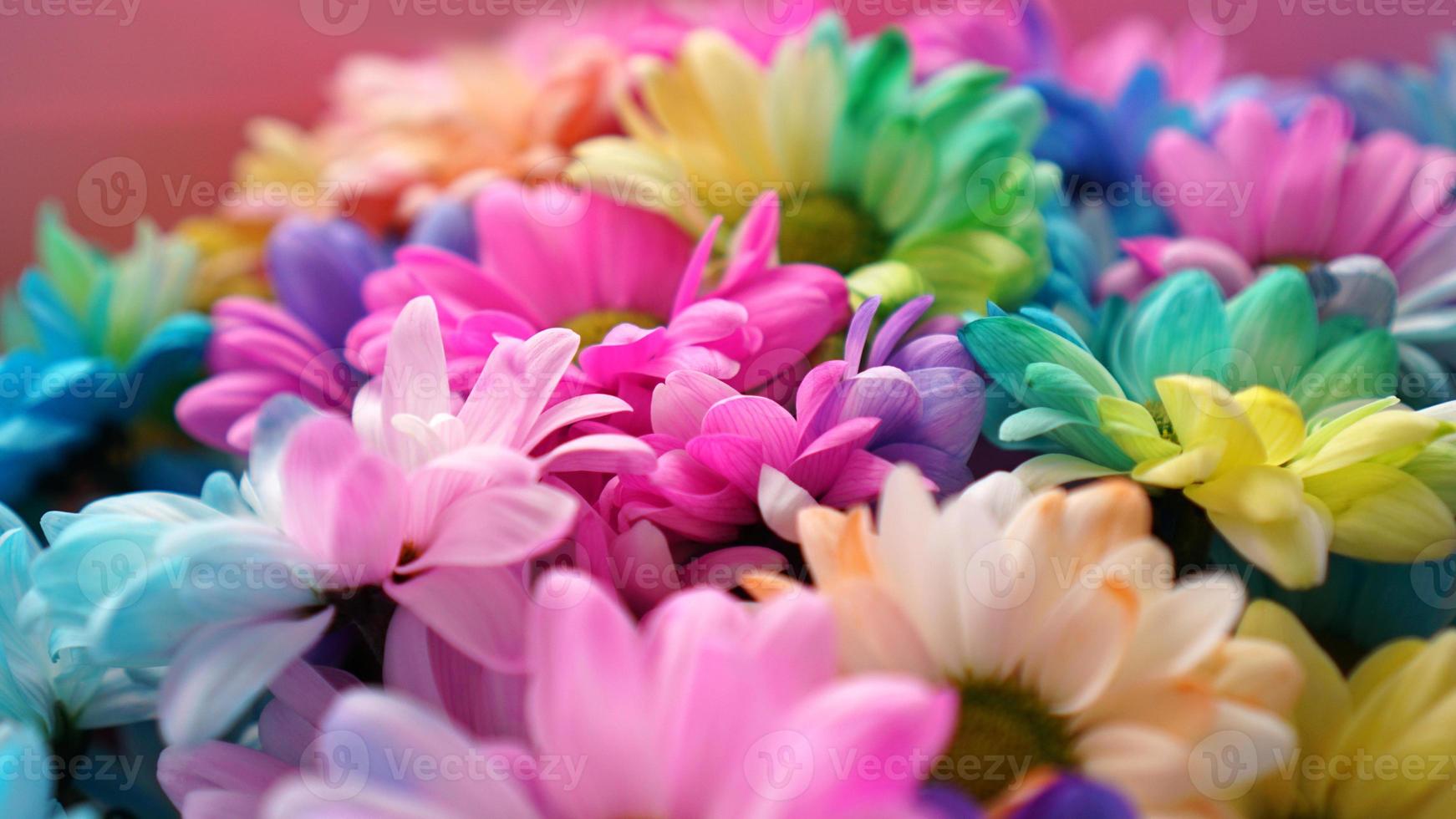 Rainbow Daisies. Bouquets of blossom rainbow flowers photo