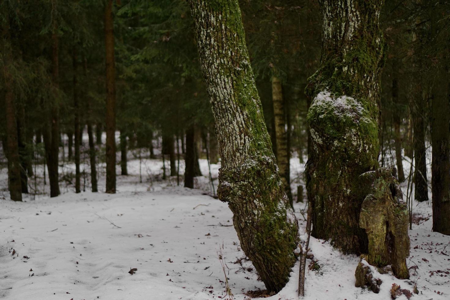 bosque de pinos con árboles verdes en invierno foto