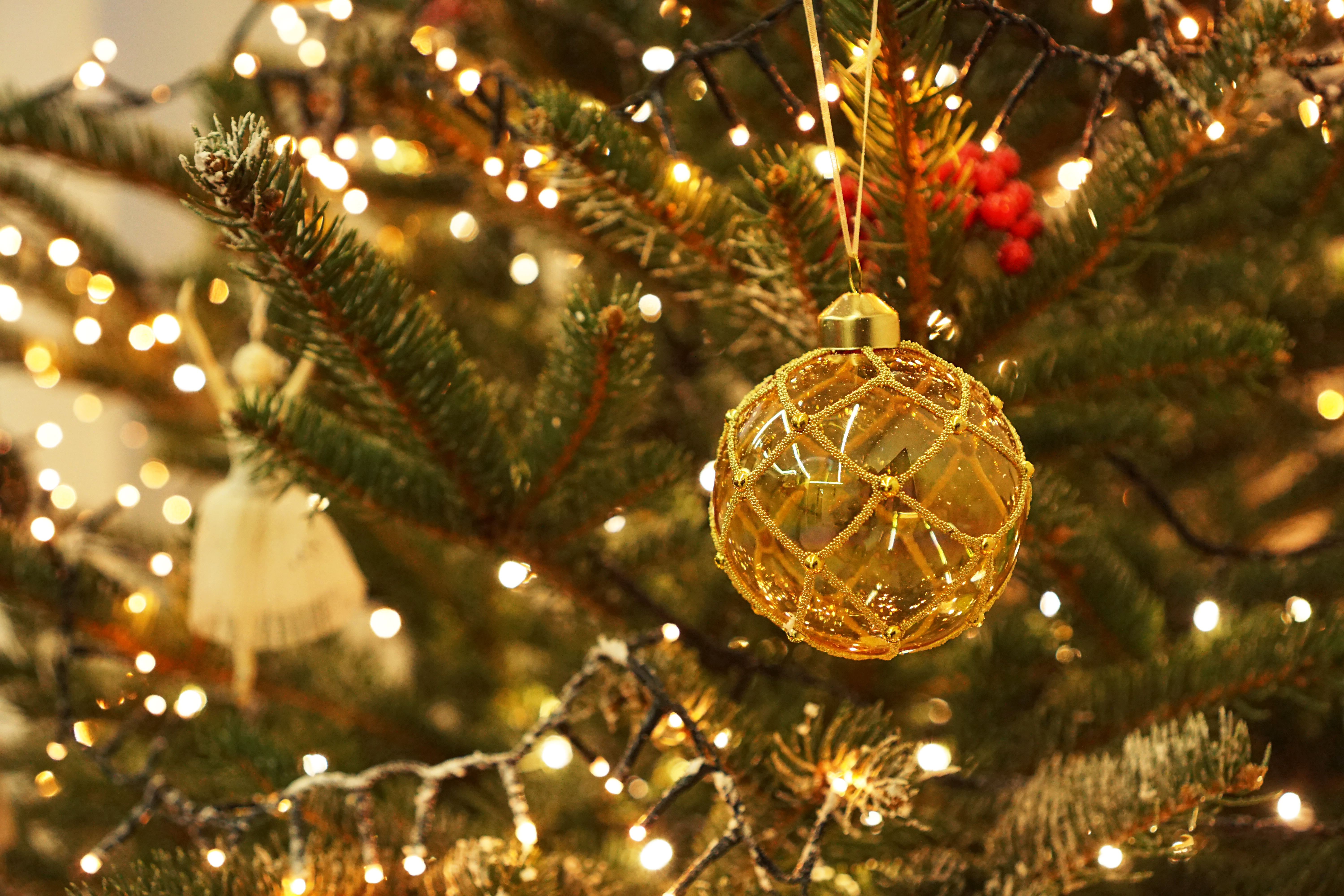 Real Christmas Tree Stock Photos, Images and Backgrounds for Free Download