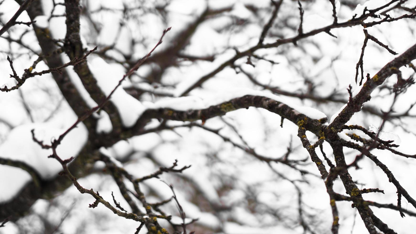 The branch is covered by snow. A thin ice layer. Soft illumination photo