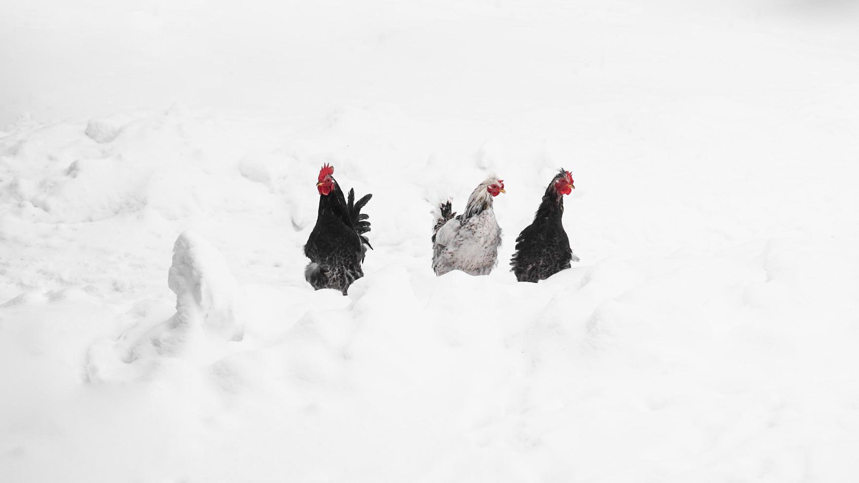 Roosters on a winter background. photo