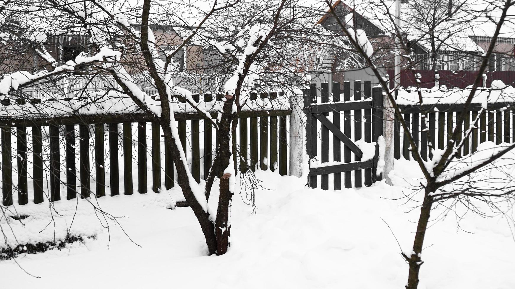 Branches of young apple tree under snow in sunny frosty morning photo