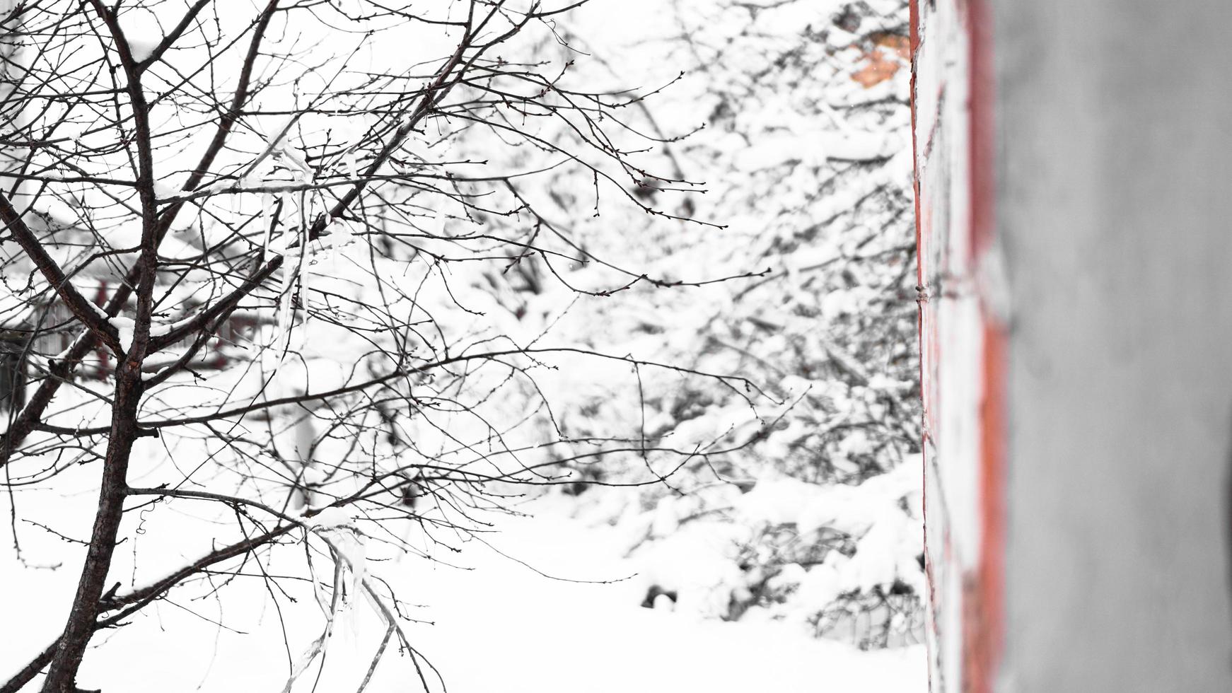 Branches of young apple tree under snow in sunny frosty morning photo