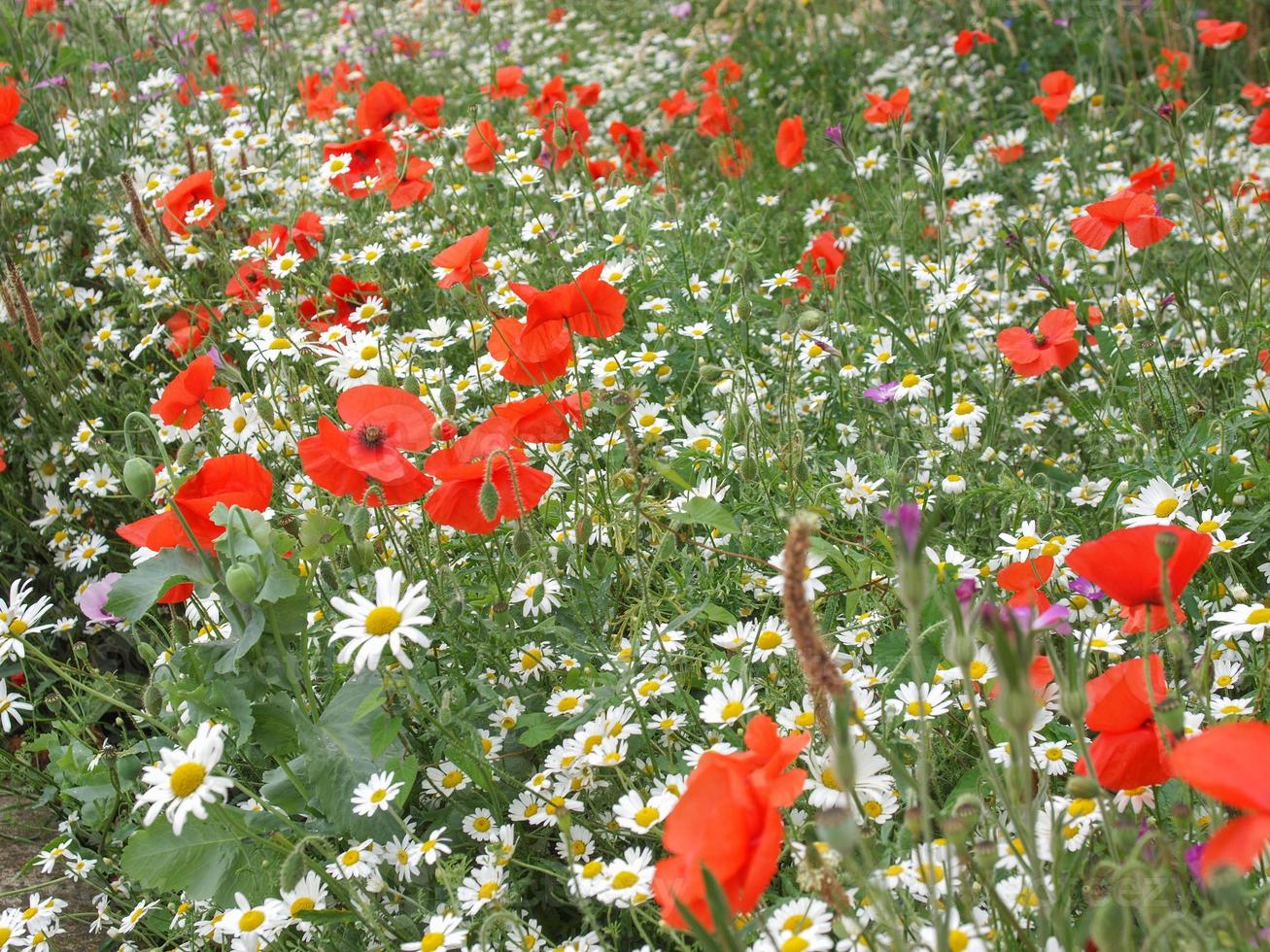 Red papaver flower photo