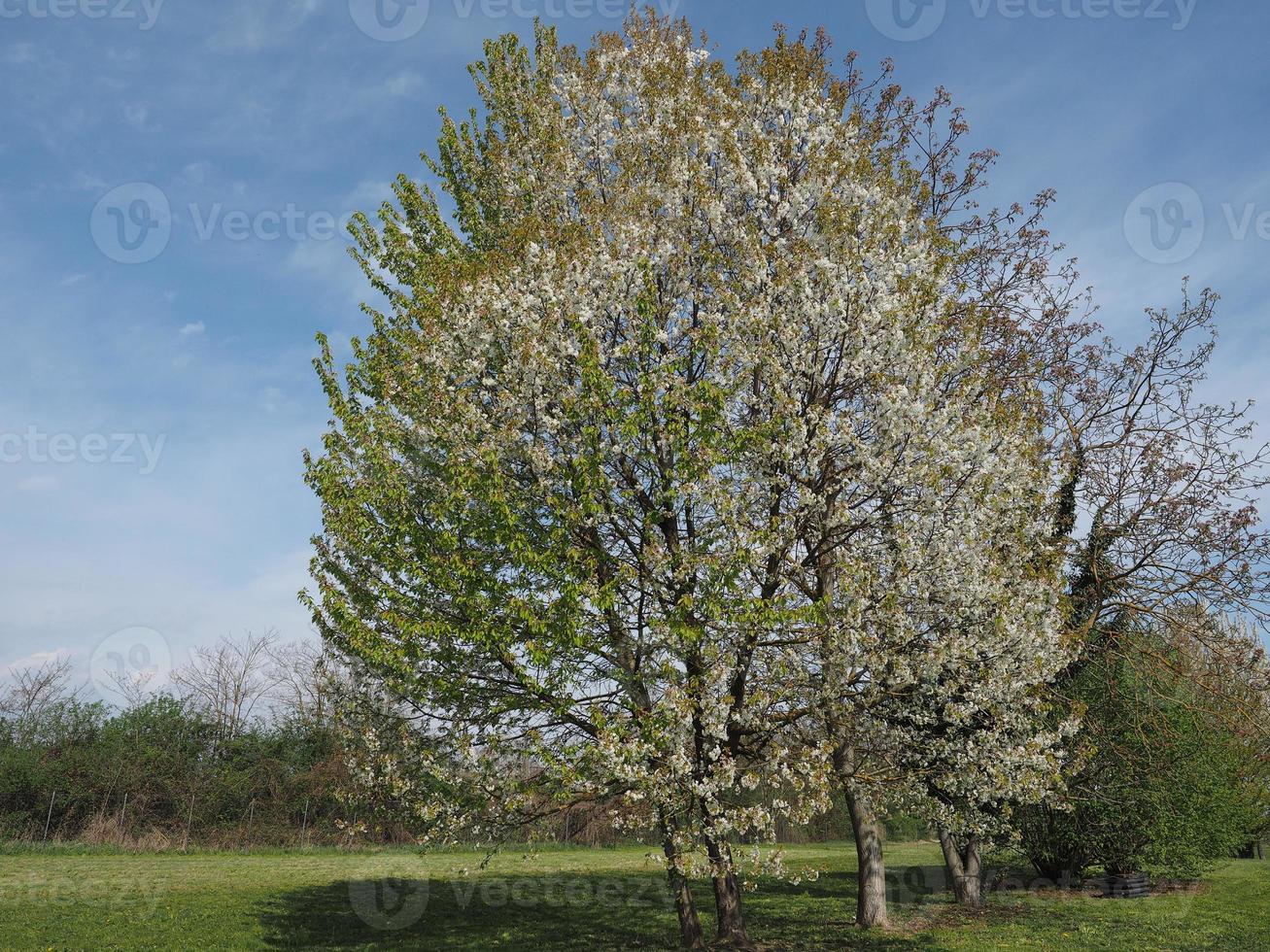 Cherry tree Prunus over blue sky photo