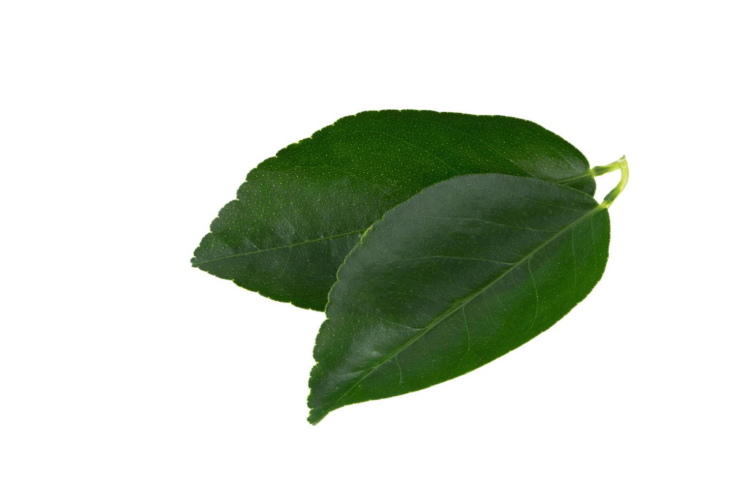 Green leaves orange isolated on a white background photo