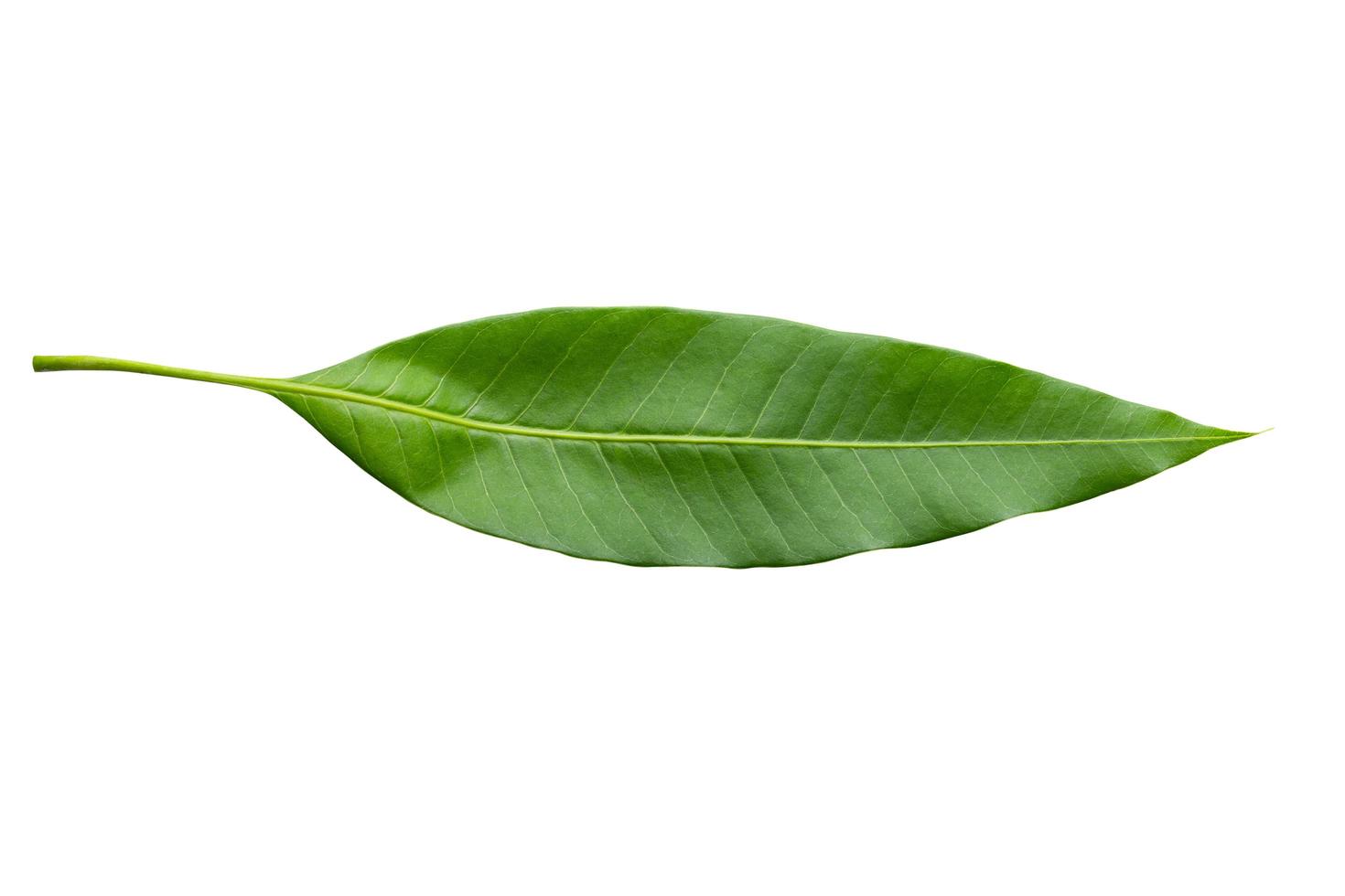 Small Green Leaves isolated on a white background with a clipping path photo