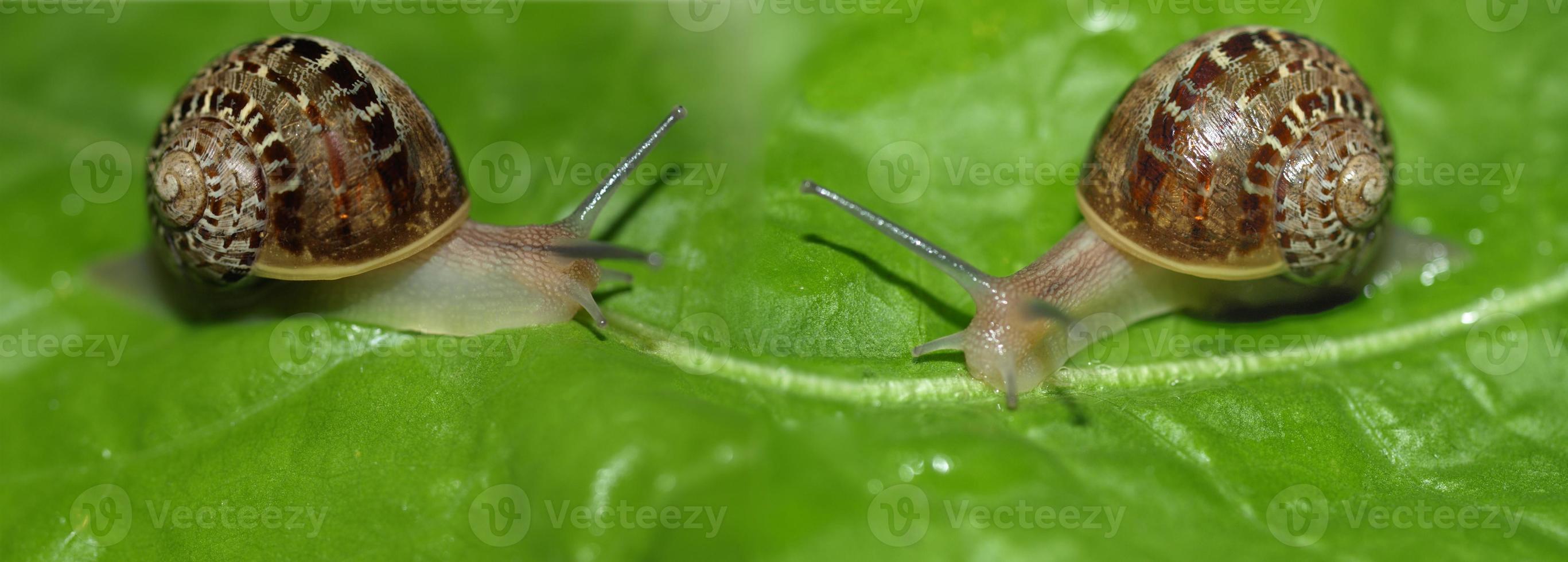 Snail slug on lettuce leaf photo