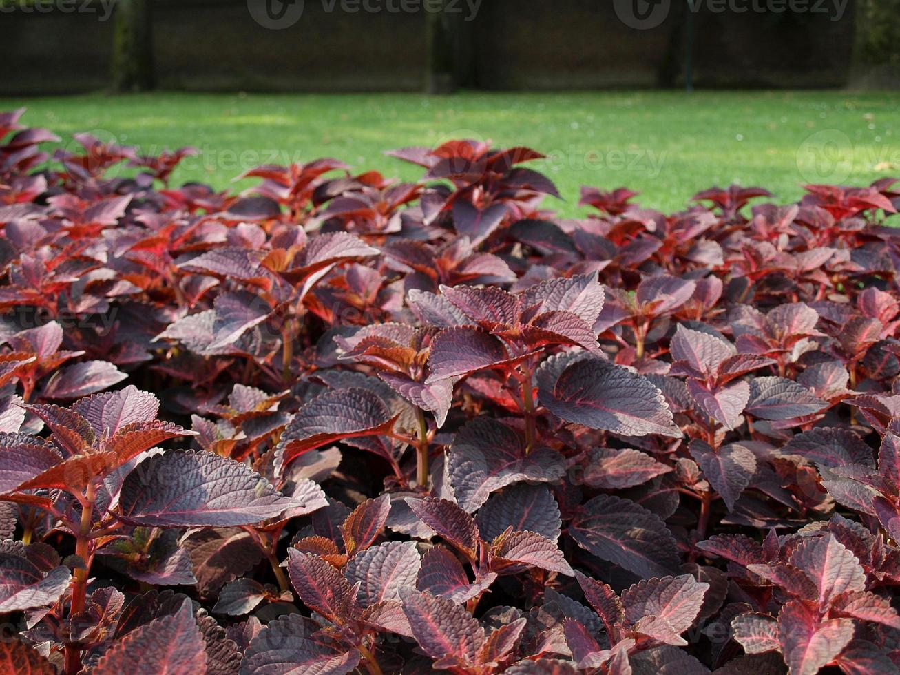 planta de ortiga coleus foto