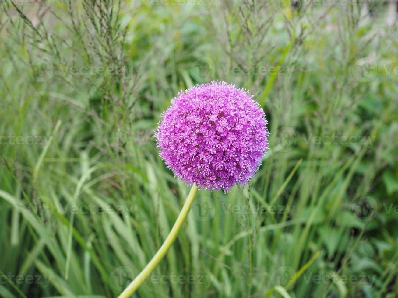 flor de allium púrpura foto