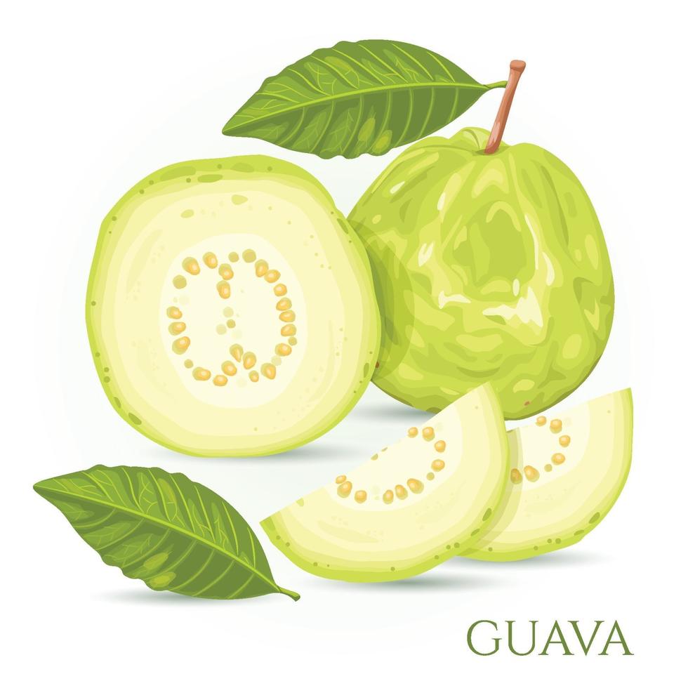 La guayaba es una fruta verde con un sabor dulce y crujiente. vector