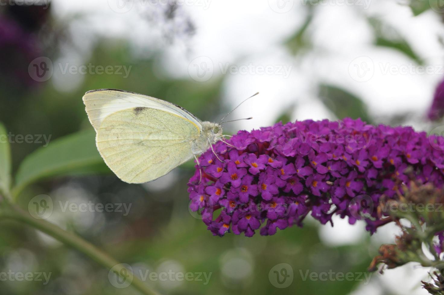 Pieris brassicae white butterfly photo