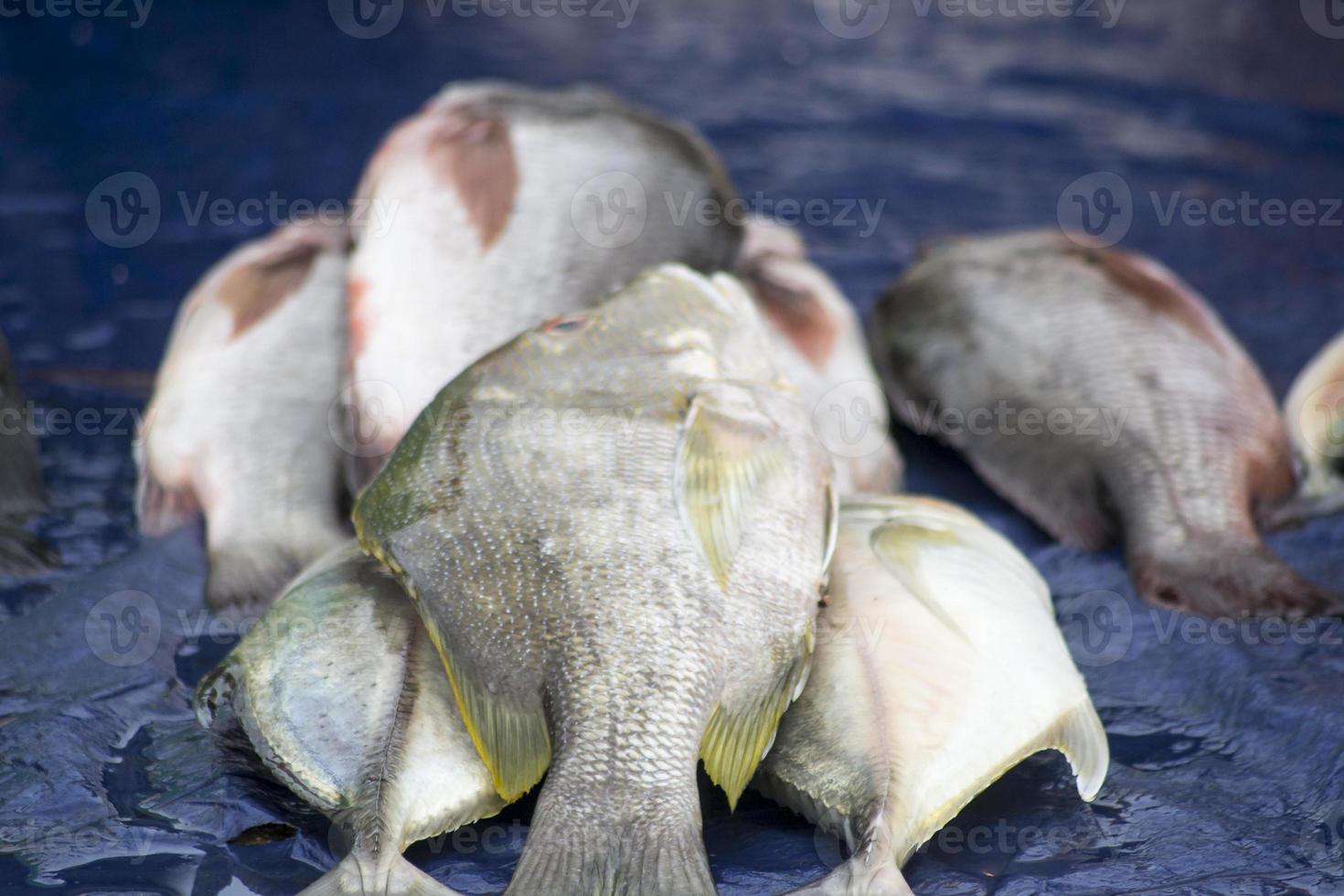 The assorted seafoods sold in fish market photo