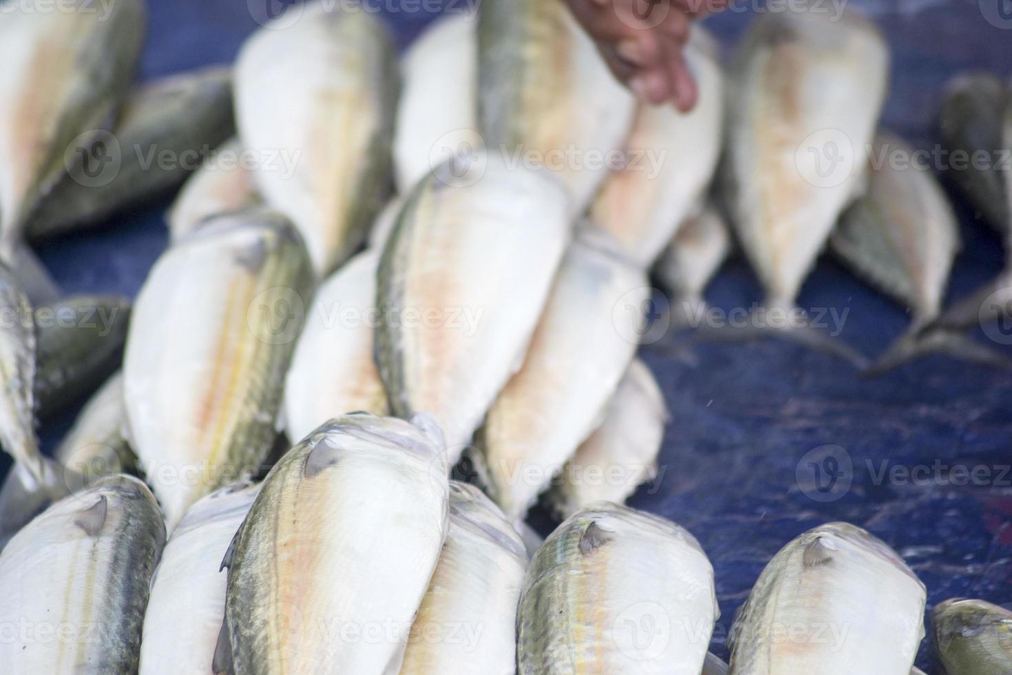 la variedad de mariscos que se venden en el mercado de pescado foto