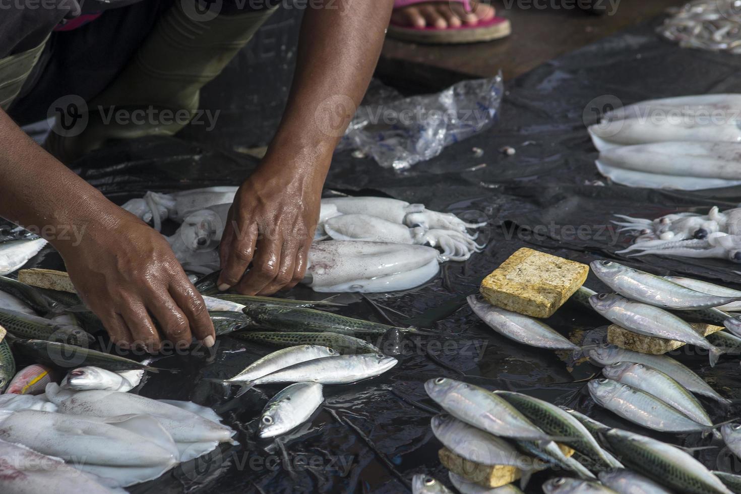 The assorted raw seafoods photo