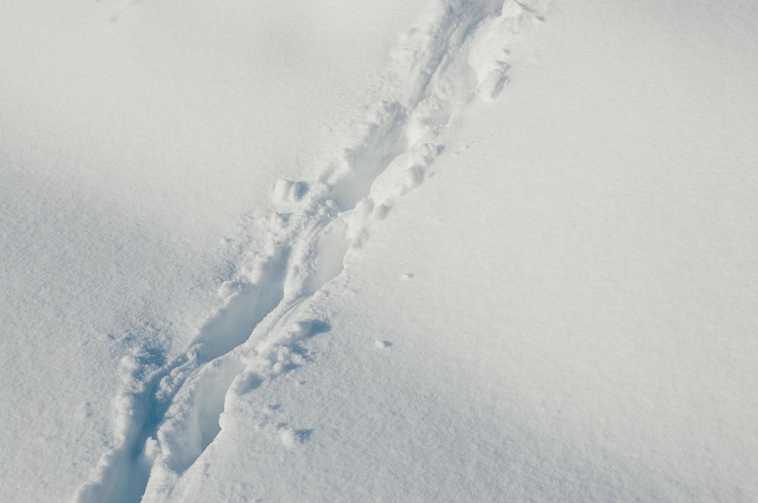 Animal footprints in deep snow photo