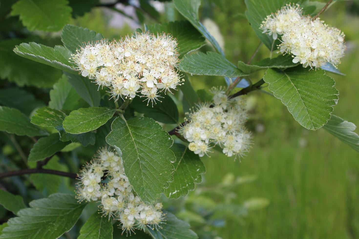 A branch of blooming viburnum photo